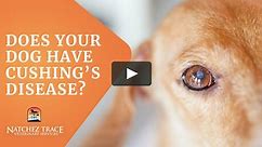 The Dog Owner's Guide To Cushing's Disease - PET | TAO Pet School