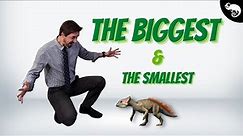 The BIGGEST and the SMALLEST DINOSAURS from EVERY GROUP!