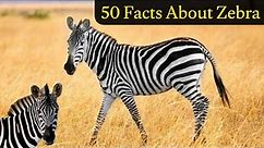 50 facts About Zebra | facts about