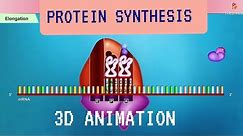 Protein synthesis (Translation) 3D