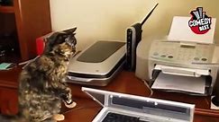 COMEDY VIDEOS - Cat and printer. Funny video=)-PoKafulBSJU - video Dailymotion
