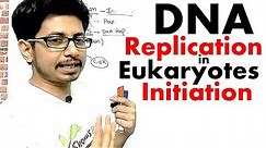 Eukaryotic DNA replication Initiation | DNA replication in eukaryotes lecture 1