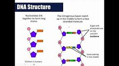 DNA & RNA Structure and Function Lesson (Biology)