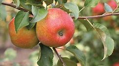 The Best Apple Trees to Grow in Your Home Garden