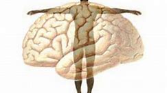 Mind-Body Relationship In Psychology: Dualism vs Monism
