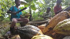 Candy company Mars uses cocoa harvested by kids in Ghana, CBS News investigation finds