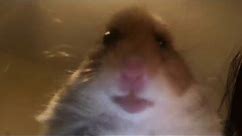 Hamster Facetime HILARIOUS Meme Compilation