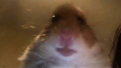 Hamster Facetime HILARIOUS Meme Compilation