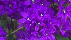 Campanula "Superba” Clustered Bellflower - In Bloom - July 7