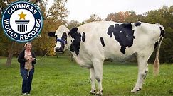 Meet Blosom, The Tallest Cow Ever! - Guinness World Records
