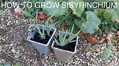 How To Grow Sisyrinchium From Seed