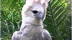 A Harpy Eagle - The Largest Eagle in the World