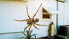 The Biggest Spider in the World - Huntsman Spider