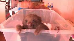 Mateo: The World's Cutest Sloth