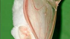 A Rare and Beautiful Sight of Honduran White Bat