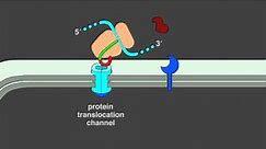 12 5 Protein Translocation