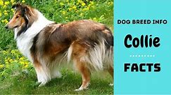 Collie dog breed. All breed characteristics and facts about Collie dogs