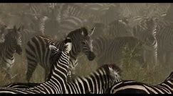 Serengeti Zebra Migration - 2 minutes of just Zebra