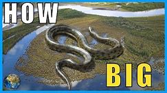 How Big Can an Anaconda Actually Get?