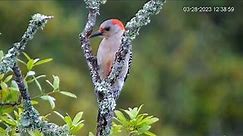 Beautiful Female Red-Bellied Woodpecker Preens On The Crook Of A Branch | March 28, 2023