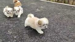 Shichon Puppies