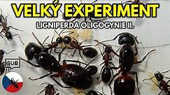 VELKÝ EXPERIMENT s Camponotus ligniperda II. | LOE