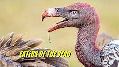 Vultures In Action. Why Vultures Eat Carrion, Without Getting Poisoned ?!!