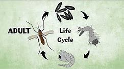 Let’s Learn About the Mosquito Life Cycle