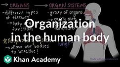 Organization in the human body | Cells and organisms | Middle school biology | Khan Academy
