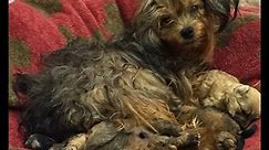 Forgotten Yorkie, In Home Alone For Month, Is Rescued by SICSA