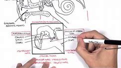 Anatomy - Ear Overview