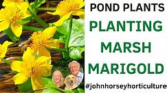 HOW TO PLANT MARGINAL POND PLANTS - PLANTING MARSH MARIGOLD