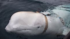 Why experts think this beluga whale is a Russian 'spy'