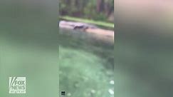 Women float down river and drift past alligator: See the shocking video!