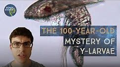 The 100-year-old UNSOLVED mystery: What are y-larvae?