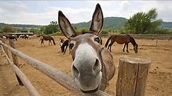 Funny Cute Donkeys To Make You Smile!