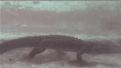 Saltwater Crocodile: The Largest Living Reptile #wildlife #animals #wildanimals