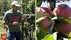 Cortland Apples | Bite Size