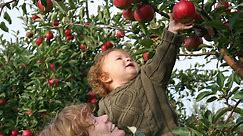 Apple Picking Near Me - Farm & Orchards