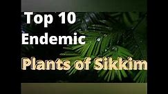 Endemic plant species of Sikkim Himalayas
