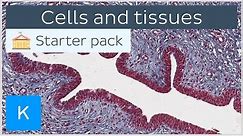 Cells and tissues: types and characteristics - Human histology | Kenhub