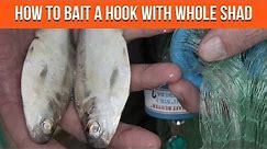 How To Bait A Hook With Cut Shad (Cut Bait)
