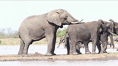 GIANT Elephant Bull | Breeding Herds | Rivalry | Trumpeting