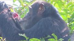 Fongoli chimpanzee eats bushbaby