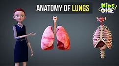 Anatomy of The Lungs | Human Body Systems | 3D Animation