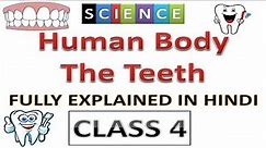 Human Body The Teeth | class 4 | the teeth | Science class 4 | Human Body | Evolution book