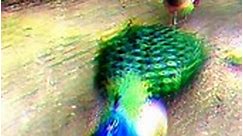 Peacock 19/07/2022 - فيديو Dailymotion