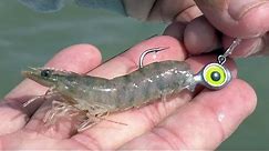 How To Rig Shrimp On A Jig Head (EASIEST Way To Catch Fish)