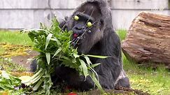 Oldest gorilla in world celebrates 66th birthday with fruits and herbs