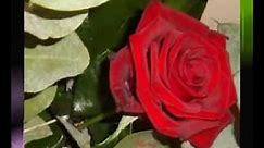 Róża czerwona to miłość-DIANA